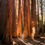 man standing beside tall brown trees